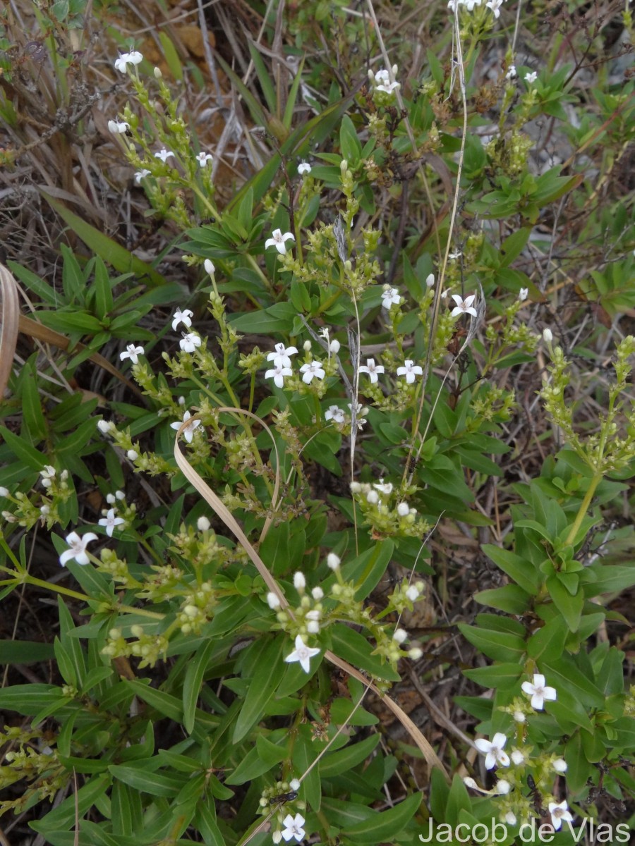 Knoxia spicata (Thwaites ex Trimen) Ridsdale
